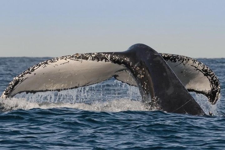 Sydney Whale-Watching Cruise Including Lunch or Breakfast - Accommodation Port Macquarie